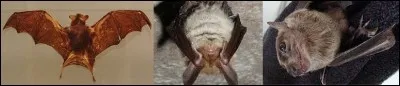 Maintenant, quel mammifère, appelé aussi ''chauve-souris bourdon'' est le plus petit à vivre sur Terre ?