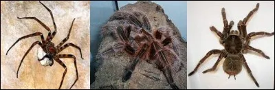 Quelle araignée est la plus grande vivante sur notre planète ?