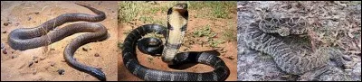 Quel serpent est le plus venimeux du monde ?