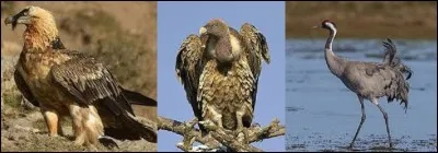 Restons un instant avec nos amis à plumes. De ces trois oiseaux, lequel détient le record d'altitude en vol ?