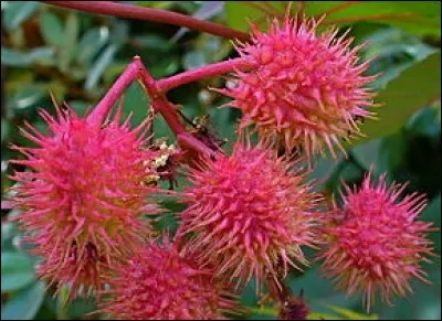 C'est un arbrisseau tropical avec lequel on peut faire une huile. Le ri...