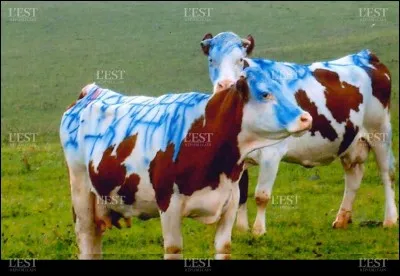 "La Vache et le prisonnier" est un film jou&eacute; par Jean Gabin.