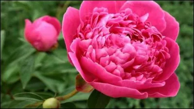 Quel est le nom scientifique de "plante" ?