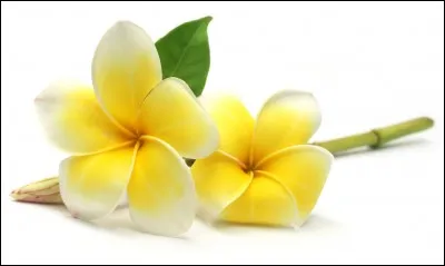 Et combien d'espèces de plantes à fleurs ont été répertoriées ?