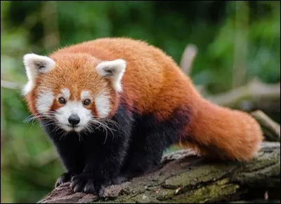 Quel est le nom de ce petit panda sauvage, qui mesure de 55 à 65 cm ?