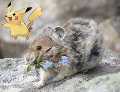 Quel est le nom de ce petit rongeur sauvage qui inspira le personnage phare des Pokémons ?