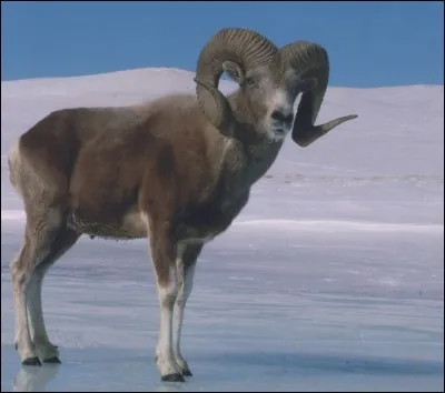 Quel est le nom de cet ovin sauvage ?