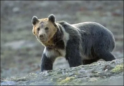 Quel est le nom de cet ours ?