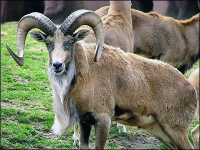 Quel est le nom de ce mouton sauvage ?