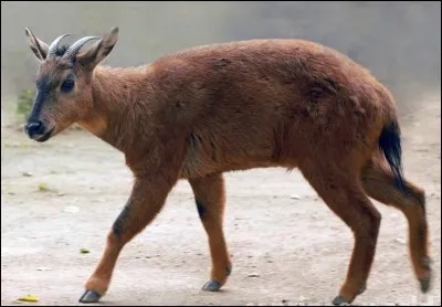 Quel est le nom de ce caprin sauvage?