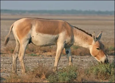 Quel est le nom de cet âne sauvage, le plus grand du monde (2m10) ?