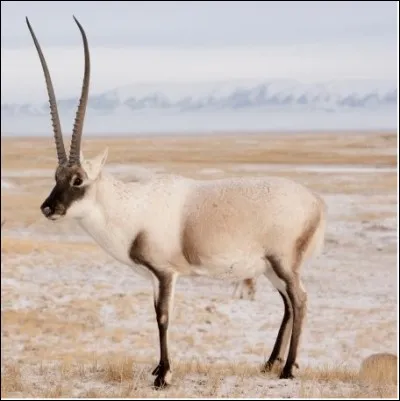 Quel est le nom de cette antilope sauvage à la toison d'or ?