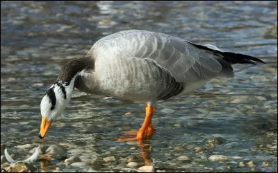Quel est le nom de cette oie sauvage capable de voler à 10 000 m d'altitude ?