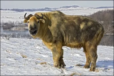 Quel est le nom de cet animal sauvage, emblème national du Bhoutan ?