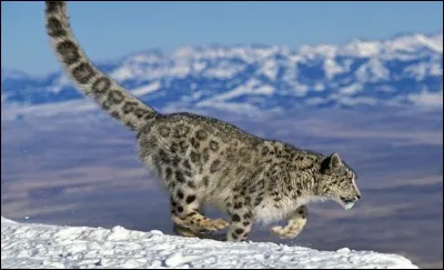 Quel est le nom de ce félin ?