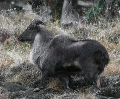 Quel est le nom de ce caprin sauvage ?