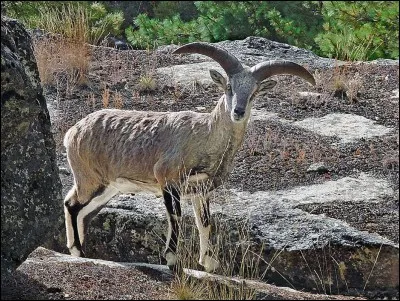 Quel est le nom de ce mouton sauvage ?