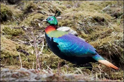 Quel le nom de cet oiseau sauvage, emblème national du Népal ?