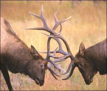 De quelle substance sont faits les 'bois' des cerfs ?