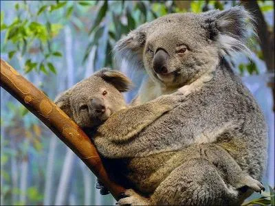 Comment la maman koala nourrit son petit  la naissance ?