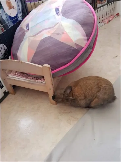 Pourquoi votre lapin frotte-t-il son menton sur tous les objets qui l'entourent ?