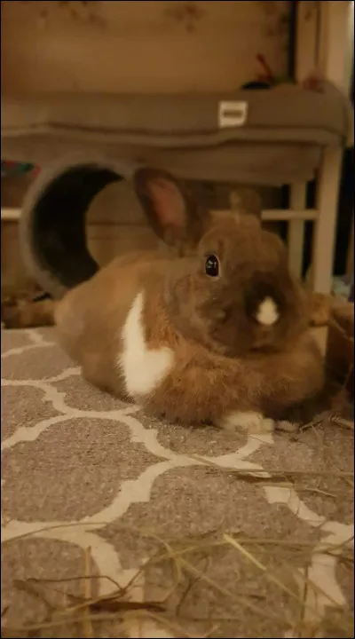 Quelle est la particularité d'un lapin bélier ?