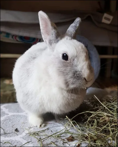 Quelle est la température corporelle d'un lapin ?