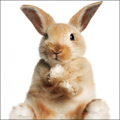 Combien de cellules olfactives possède le lapin ?