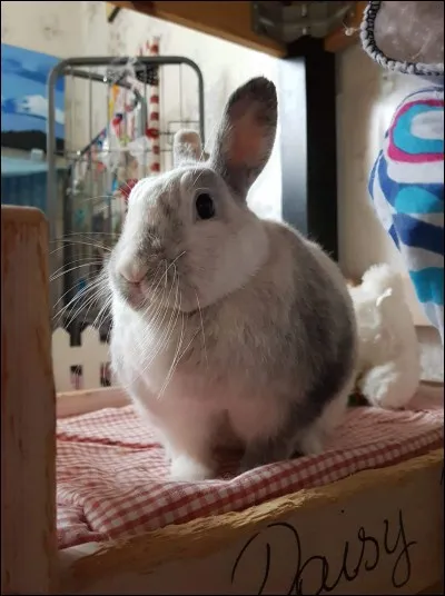 Les oreilles du lapin ont une particularité, laquelle ?