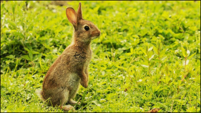Le lapin peut-il faire la différence entre le sucré et le salé ?