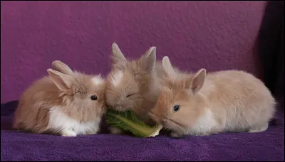 Le lapin peut-il distinguer toutes les couleurs ?