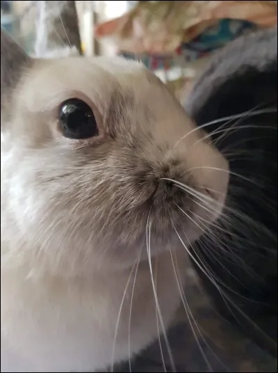 À quoi servent les vibrisses du lapin ?