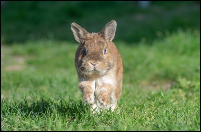Le lapin tape très fort les pattes arrière au sol, pourquoi ?