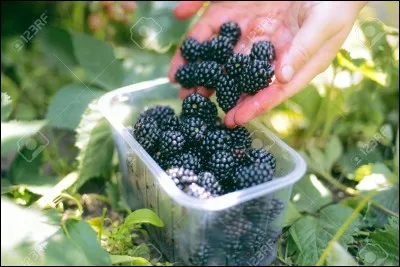 Sur cette photo, on peut voir une barquette de fraises.