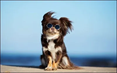 Mon premier borde le blé
Mon deuxième est récolté en Camargue
Mon troisième est possessif
Mon tout est un animal