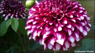 Quel est le titre d'un roman de James Ellroy ?