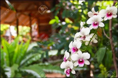 À qui doit-on le roman "Pas d'orchidées pour miss Blandish" ?