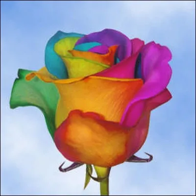 La guerre des Deux-Roses est une guerre civile qui s'est déroulée...