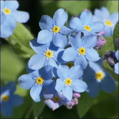 Quelle fleur tire son nom d'un mot grec signifiant "oreille de souris" ?
