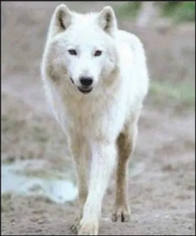 Un film de Hayao Miyazaki qui est sorti le 12 janvier 2000 en France et dans lequel il y a un sanglier démon et un vieux cerf. Quel est ce film célèbre et fabuleux ?