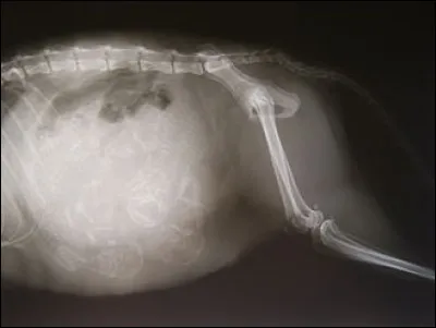 Après combien de mois le poulain sort-il du ventre de sa mère ?