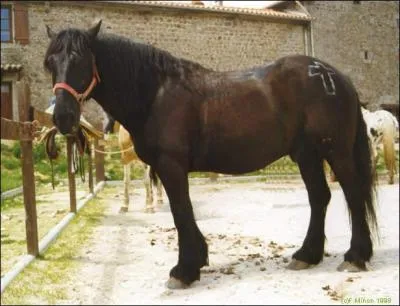 De quelle race est ce cheval ?