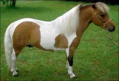 De quelle race est ce cheval ?