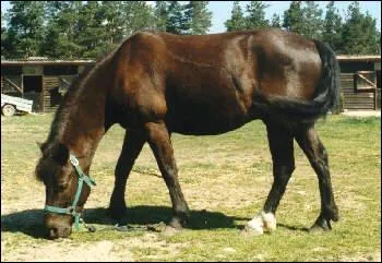 De quelle race est ce cheval ?