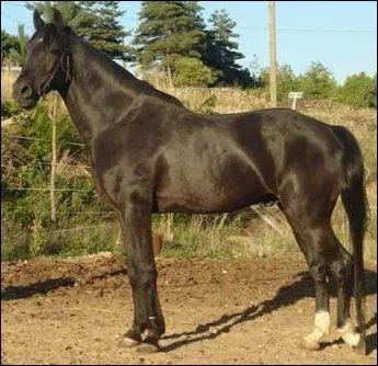 De quelle race est ce cheval ?