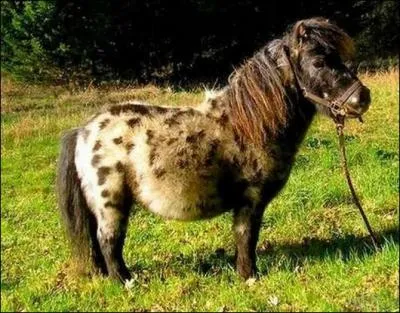 De quelle race est ce cheval ?