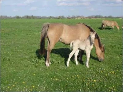 De quelle race est ce cheval ?