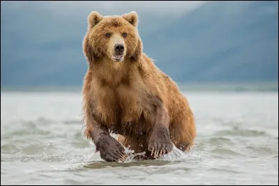 "Winnie l'Ourson" est un long-métrage d'animation des studios Disney.