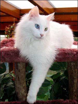 Qui est ce magnifique chat blanc ?