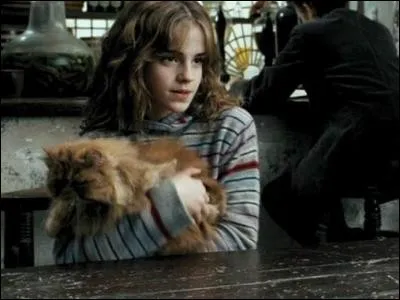Comment s'appelle le chat d'Hermione Granger ?